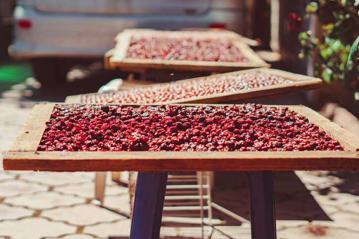 Beeren an der Luft trocknen
