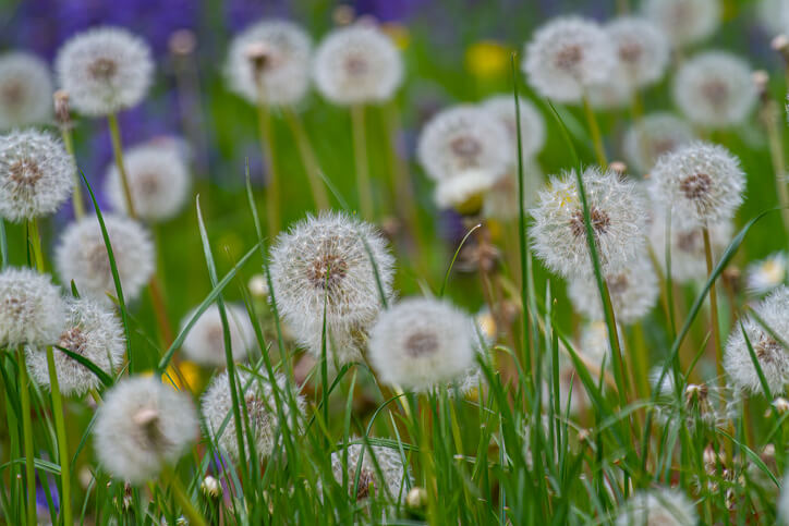 Besonderheit Die Verwandlung vom Löwenzahn zur Pusteblume