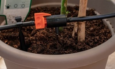 Bewässerungssystem für Kübelpflanzen selber bauen
