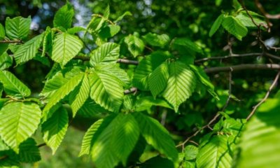 Blatt und Frucht der Hainbuche