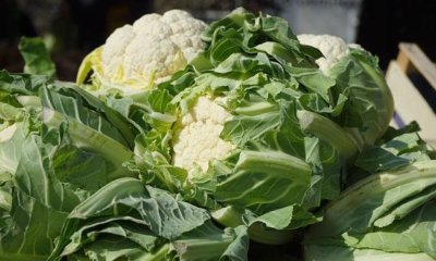 Blumenkohl lagern und haltbar machen - so gelingt es Ihnen