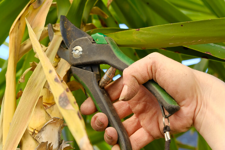 Braune Blätter der Palme stutzen