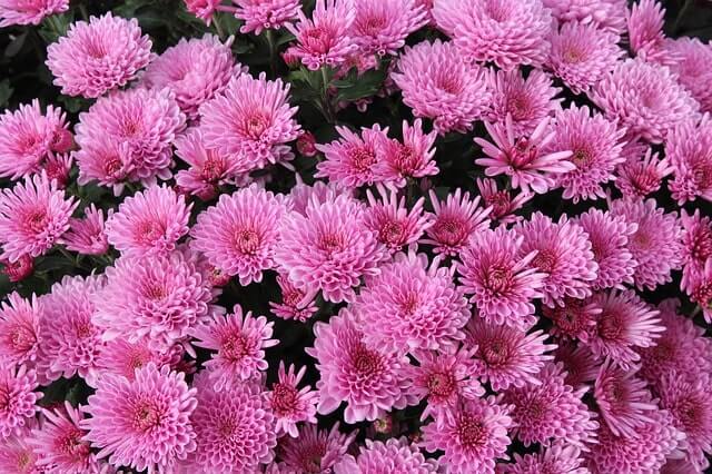 Chrysanthemen vermehren - die besten Methoden