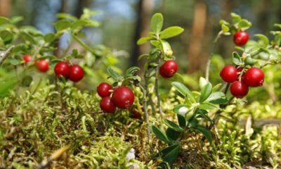 Cranberry pflanzen - praktische Tipps und Tricks