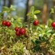 Cranberry pflanzen - praktische Tipps und Tricks