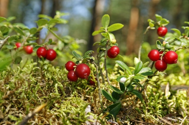 Cranberry pflanzen - praktische Tipps und Tricks