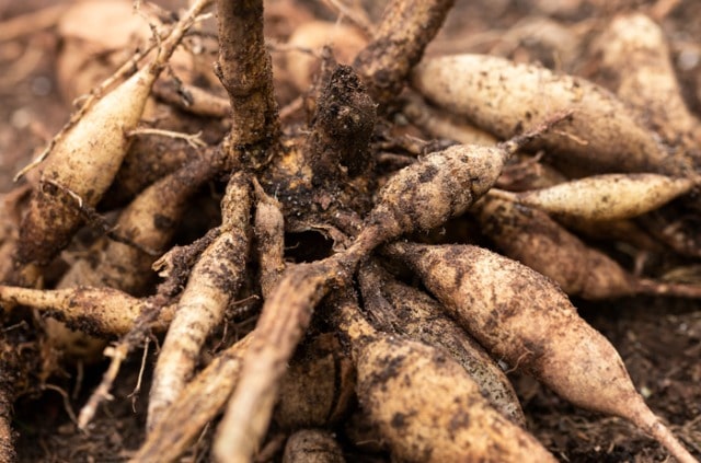 Dahlienknollen richtig pflanzen und überwintern