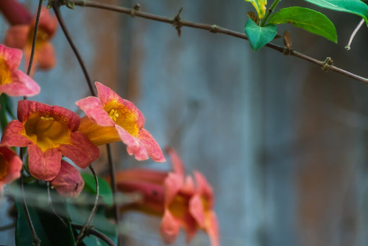 Das Entfernen von Wintertrieben
