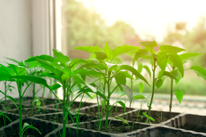 Das Winterquartier für die Paprika