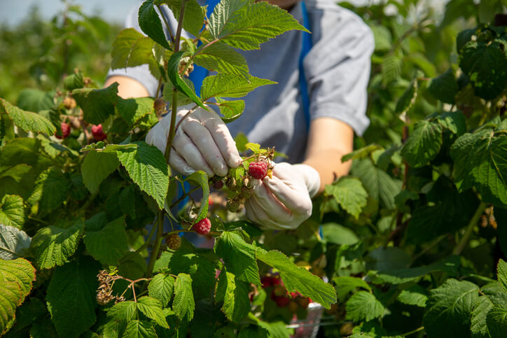 Das optimale Ernten der beliebten Beeren