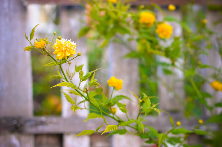 Der Auslichtungsschnitt des Ranunkelstrauches