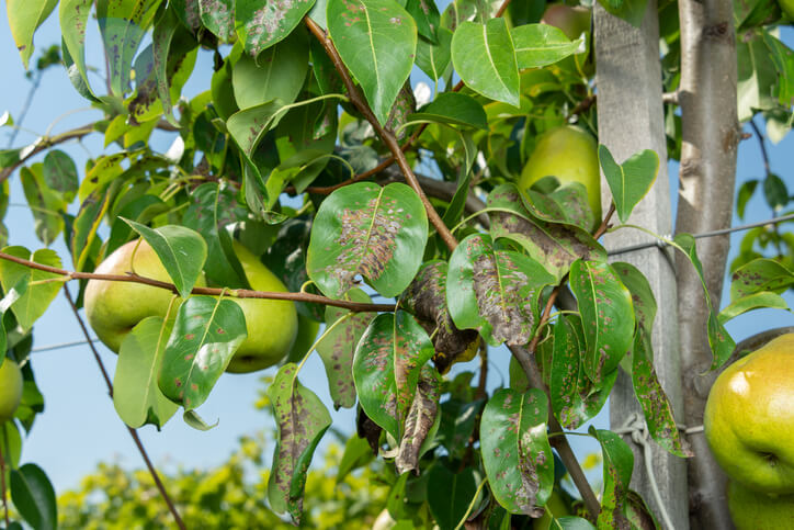 Der Birnbaum in Gefahr - Bedrohungen durch Schädlinge und Krankheiten