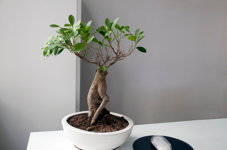 Der Ficus Ginseng ist ein Pflanzenkunstwerk