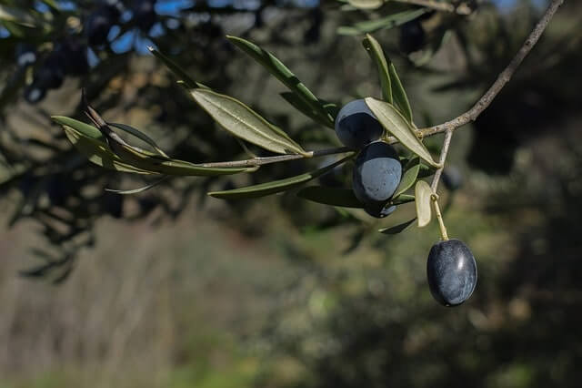 Der Olivenbaum und seine Wurzeln