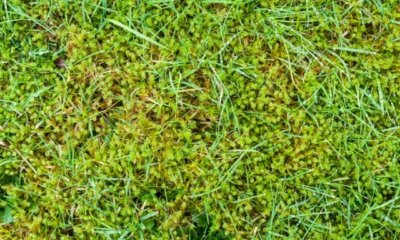 Der Rasen ist voller Moos - was tun