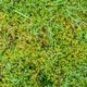 Der Rasen ist voller Moos - was tun