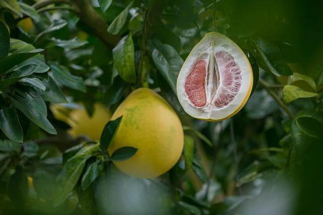 Der Unterschied zwischen Pomelo und Grapefruit