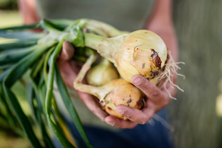Der Zeitpunkt zur Ernte