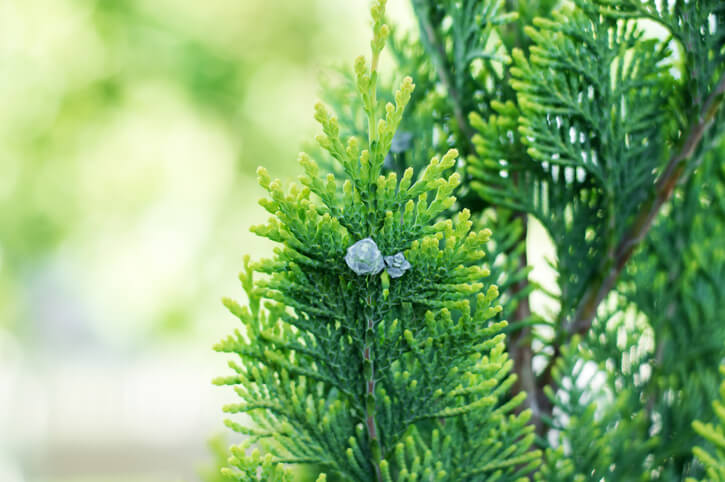 Der beste Zeitpunkt für den Schnitt