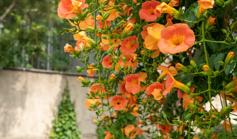 Der richtige Zeitpunkt für den Rückschnitt