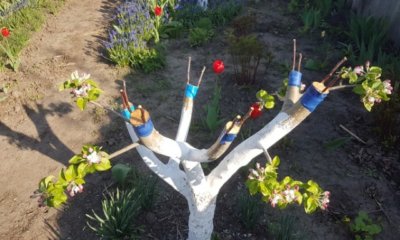 Der richtige Zeitpunkt zur Veredelung eines Apfelbaumes