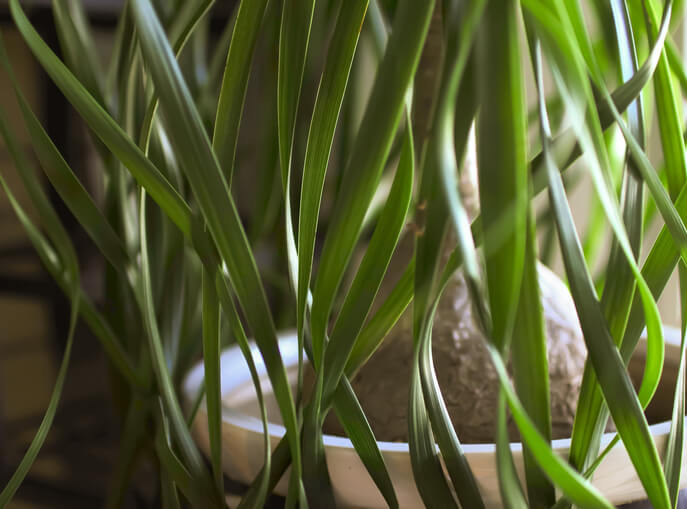 Die Ableger abschneiden oder abbrechen