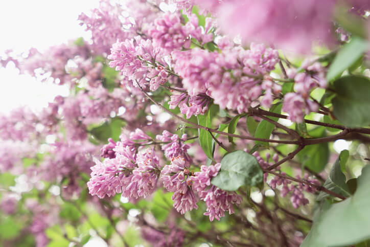 Die Fliedersträucher auswählen