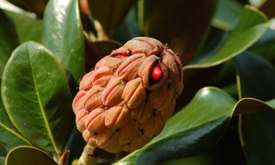 Die Frucht der Magnolie - alles Wissenswerte