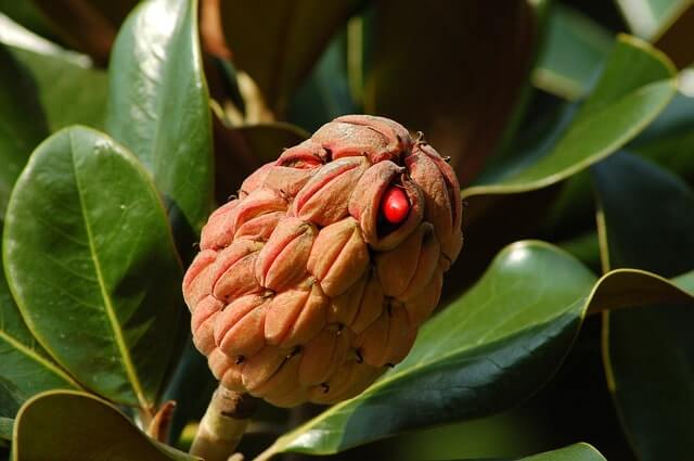 Die Frucht der Magnolie - alles Wissenswerte