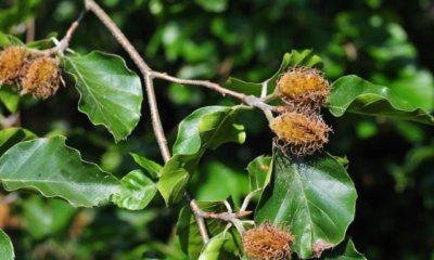 Die Frucht der Rotbuche - alles Wissenswerte
