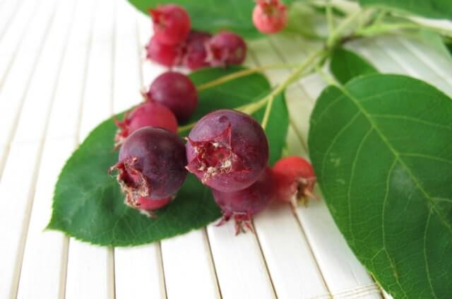 Die Früchte der Felsenbirne - essbar oder nicht