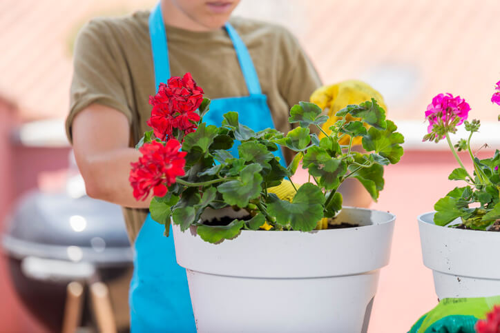 Die Geranien für den Balkon vorbereiten