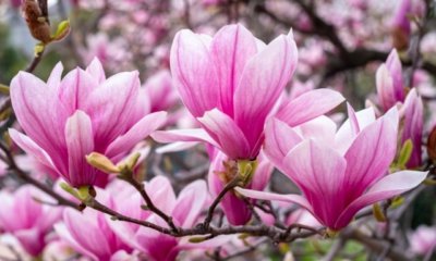 Die Magnolie im Steckbrief