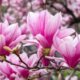 Die Magnolie im Steckbrief