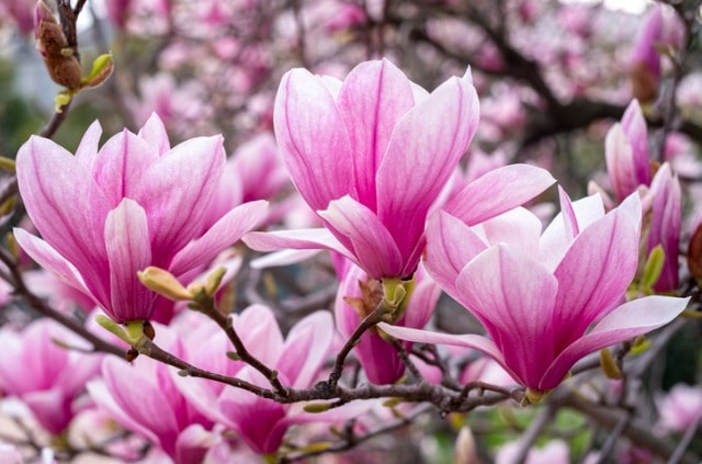 Die Magnolie im Steckbrief