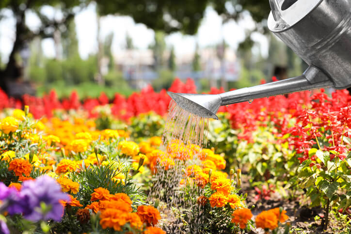 Die Pflege der Studentenblumen