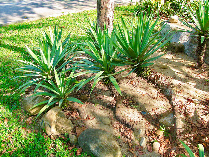 Die Pflege der Yucca im Sommer