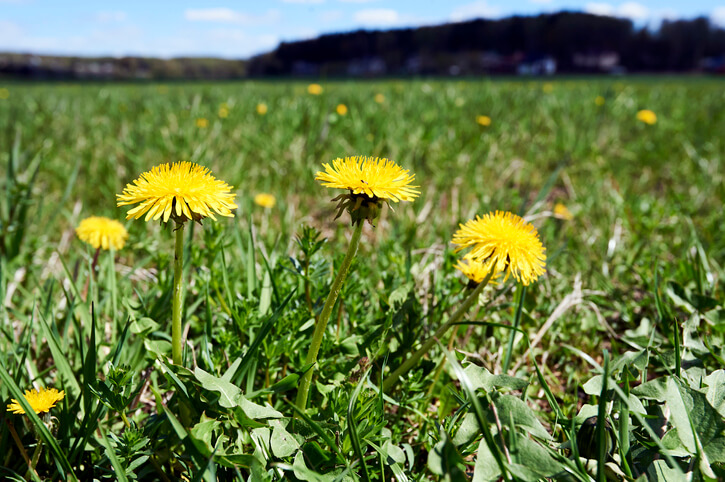 Die Verbreitung und Charakteristik des Gewöhnlichen Löwenzahns