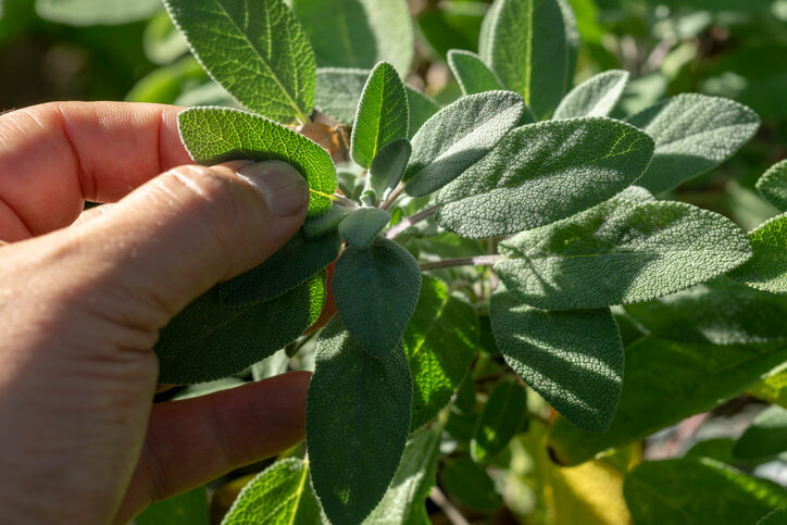 Die beste Erntezeit ist ein warmer Vormittag