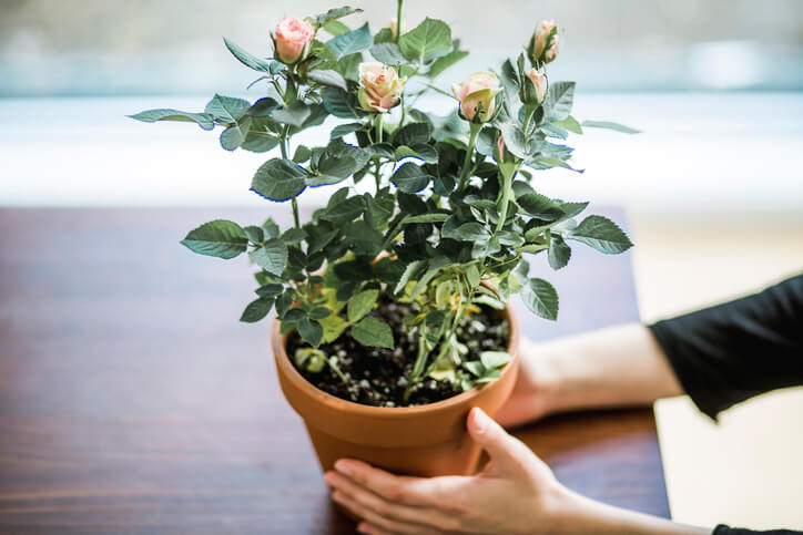 Die geeignete Erde für die Rose