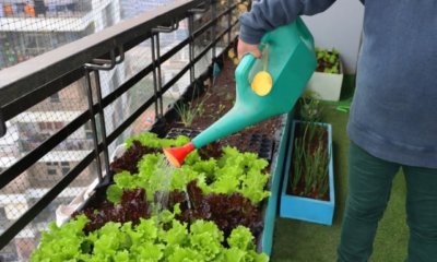 Ein Mini-Gemüsebeet auf dem Balkon selber bauen