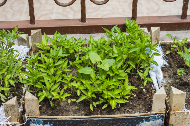 Ein Mini-Kistenbeet baue