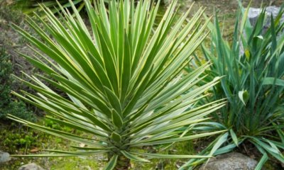 Eine Yucca Palme im Garten halten