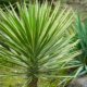 Eine Yucca Palme im Garten halten