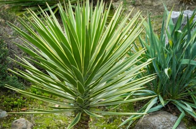 Eine Yucca Palme im Garten halten