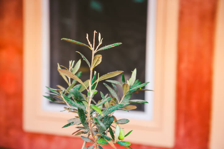 Erstmaßnahmen bei Schildläusen