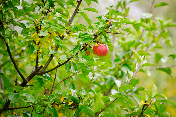 Es handelt sich um den falschen Standort für den Apfelbaum