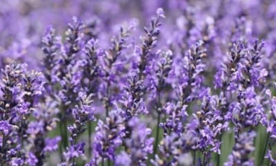 Essbarer Lavendel - Sorte, Standort und Pflege