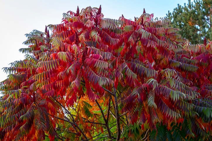 Essigbaum Starker Wuchs und schöne Blätter