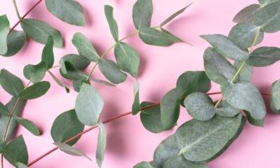 Eukalyptus trocknen - Tipps, Hinweise und Anleitung